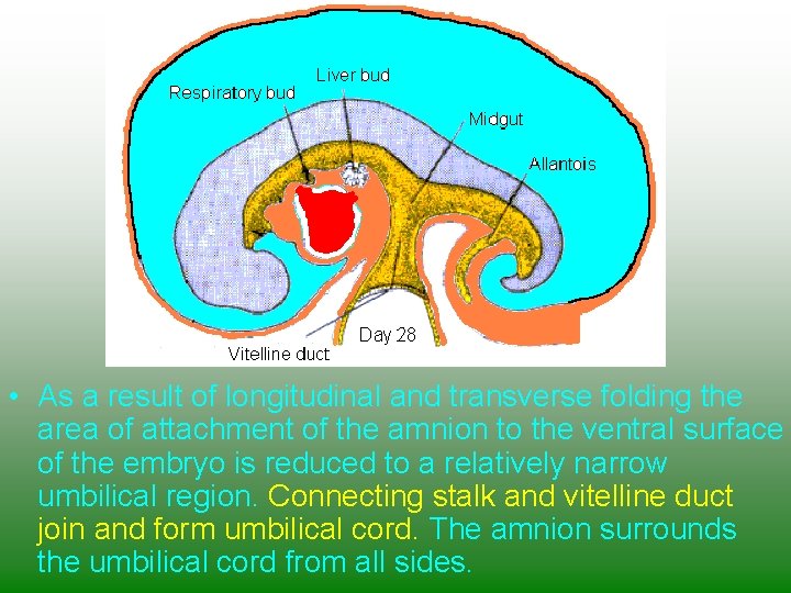  • As a result of longitudinal and transverse folding the area of attachment