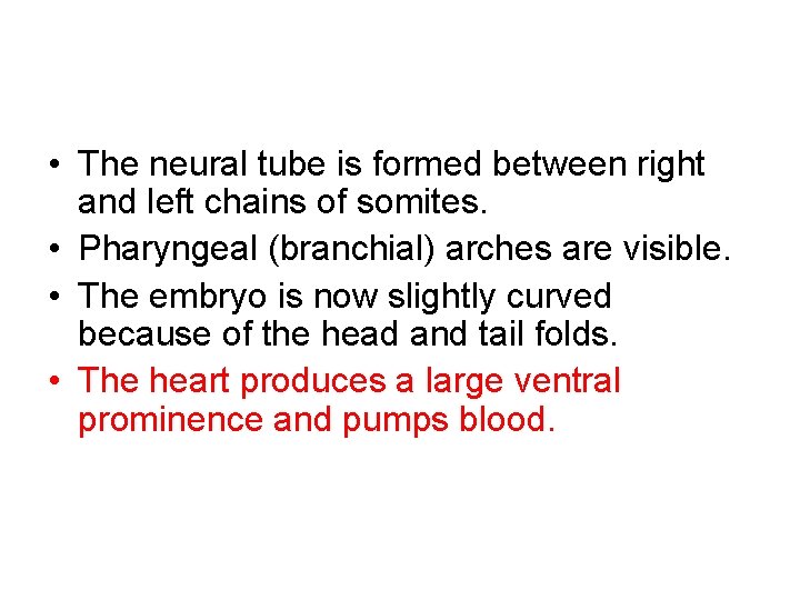 • The neural tube is formed between right and left chains of somites.