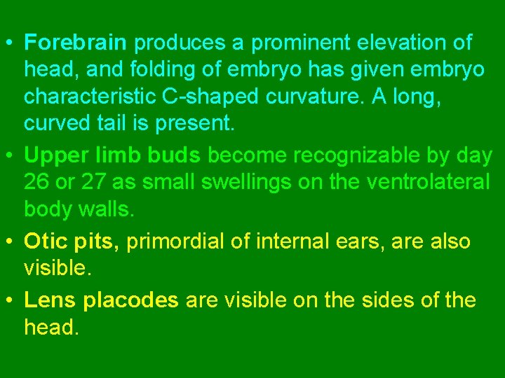  • Forebrain produces a prominent elevation of head, and folding of embryo has