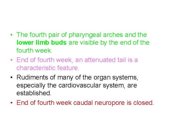  • The fourth pair of pharyngeal arches and the lower limb buds are