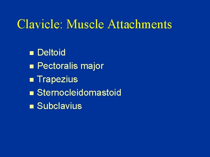 Clavicle: Muscle Attachments n n n Deltoid Pectoralis major Trapezius Sternocleidomastoid Subclavius 
