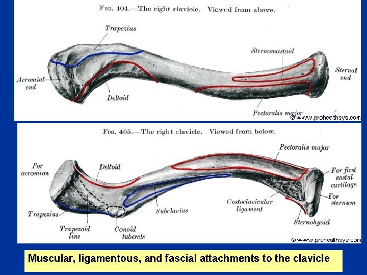 Muscular, ligamentous, and fascial attachments to the clavicle 