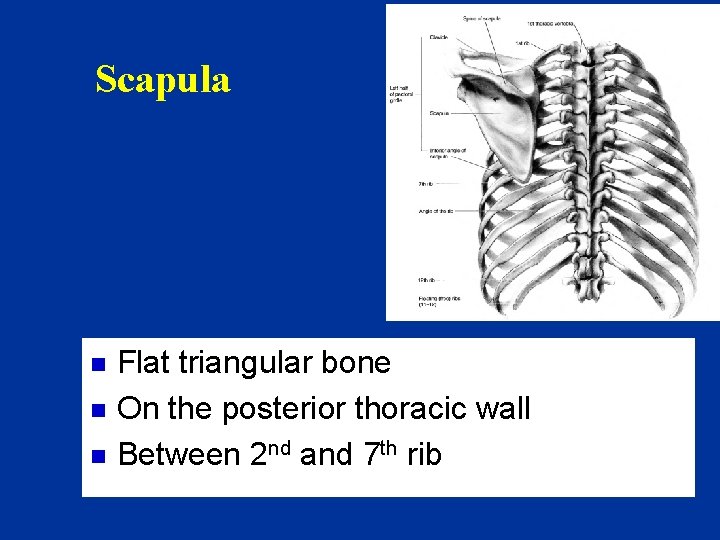 Scapula n n n Flat triangular bone On the posterior thoracic wall Between 2