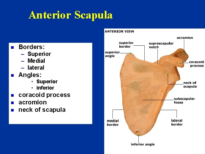 Anterior Scapula n Borders: – Superior – Medial – lateral n Angles: • Superior