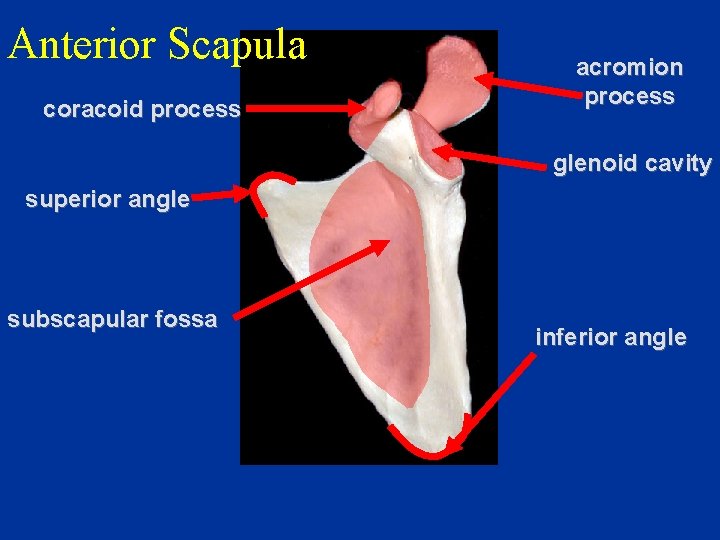 Anterior Scapula coracoid process acromion process glenoid cavity superior angle subscapular fossa inferior angle