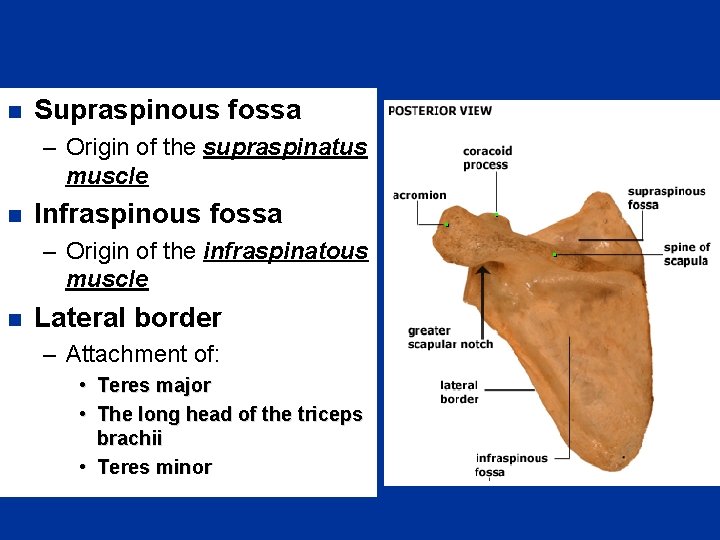 n Supraspinous fossa – Origin of the supraspinatus muscle n Infraspinous fossa – Origin