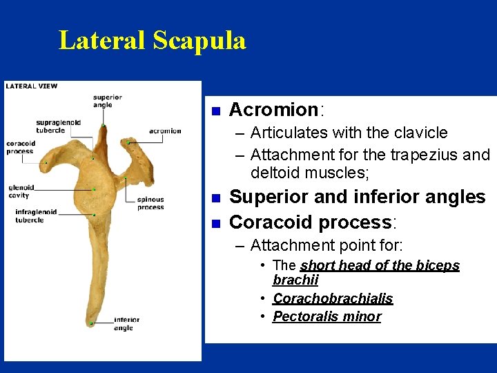 Lateral Scapula n Acromion: – Articulates with the clavicle – Attachment for the trapezius