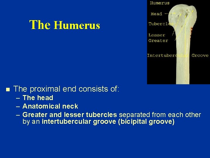 The Humerus n The proximal end consists of: – The head – Anatomical neck