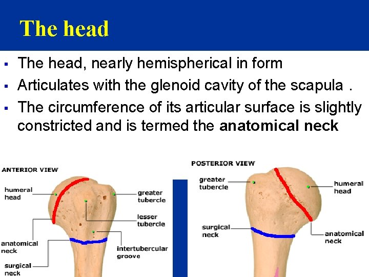 The head § § § The head, nearly hemispherical in form Articulates with the