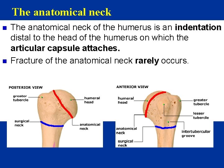 The anatomical neck n n The anatomical neck of the humerus is an indentation