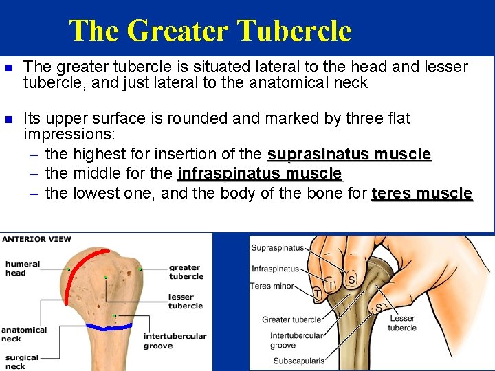 The Greater Tubercle n The greater tubercle is situated lateral to the head and