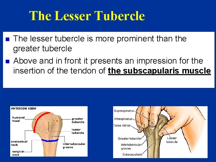 The Lesser Tubercle n n The lesser tubercle is more prominent than the greater