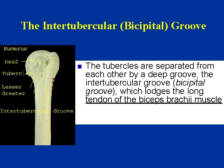 The Intertubercular (Bicipital) Groove n The tubercles are separated from each other by a
