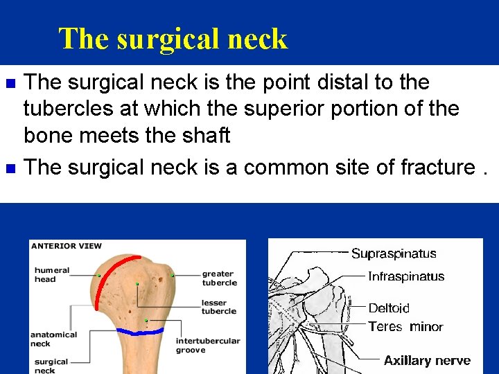 The surgical neck n n The surgical neck is the point distal to the