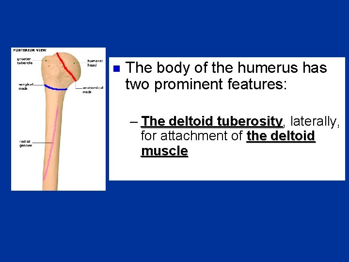 n The body of the humerus has two prominent features: – The deltoid tuberosity,