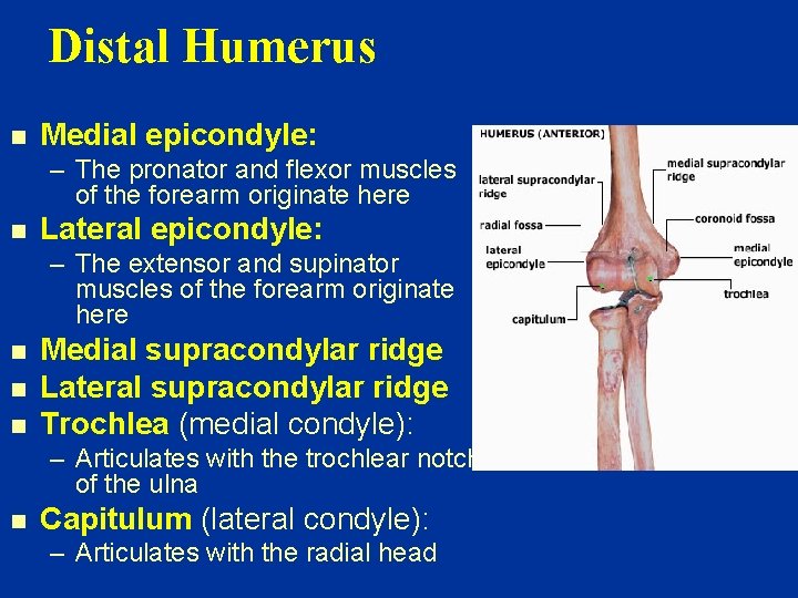 Distal Humerus n Medial epicondyle: – The pronator and flexor muscles of the forearm