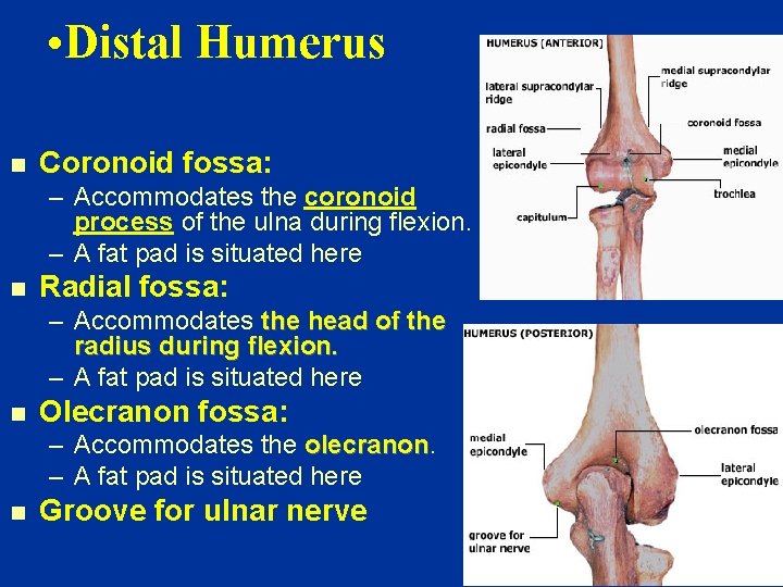  • Distal Humerus n Coronoid fossa: – Accommodates the coronoid process of the