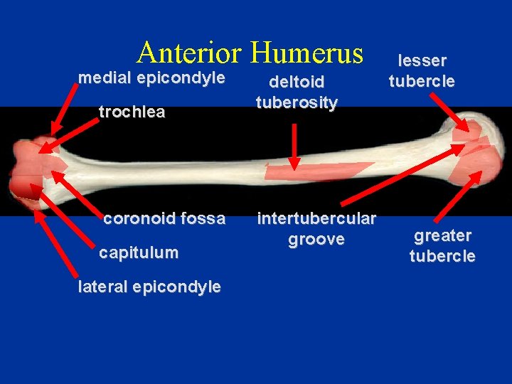 Anterior Humerus medial epicondyle trochlea coronoid fossa capitulum lateral epicondyle deltoid tuberosity intertubercular groove