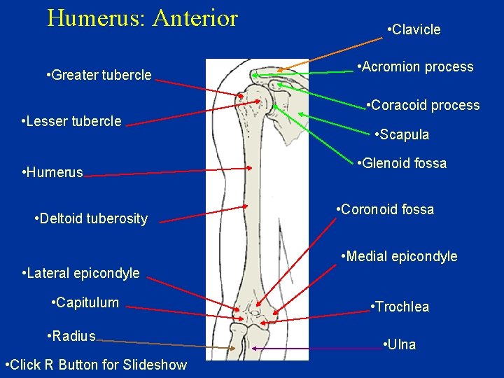 Humerus: Anterior • Greater tubercle • Lesser tubercle • Humerus • Deltoid tuberosity •