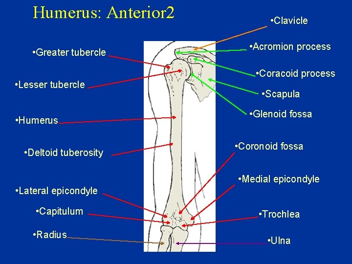Humerus: Anterior 2 • Greater tubercle • Lesser tubercle • Humerus • Deltoid tuberosity