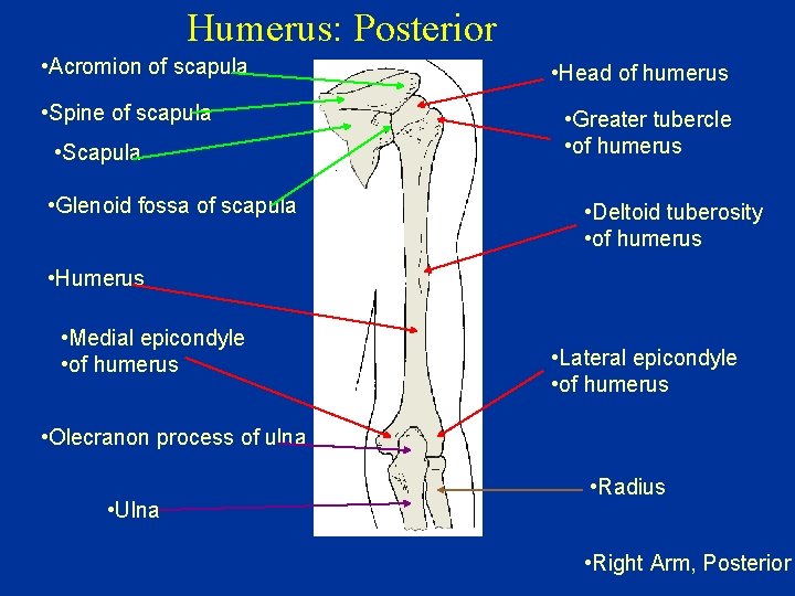 Humerus: Posterior • Acromion of scapula • Spine of scapula • Scapula • Glenoid
