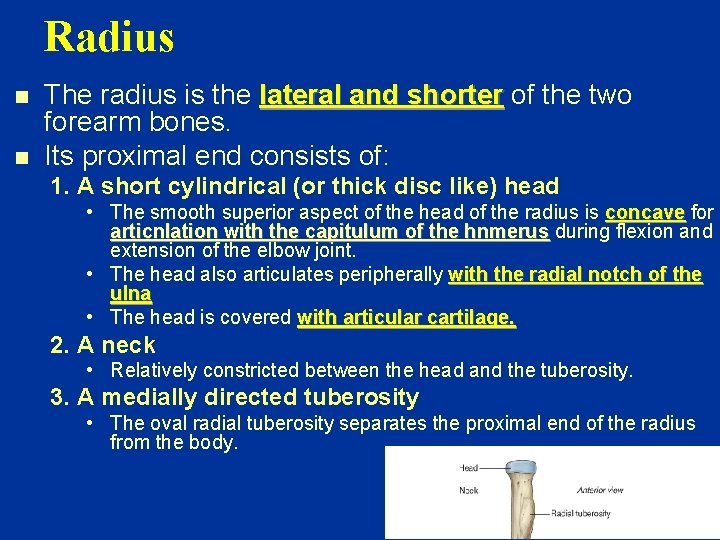 Radius n n The radius is the lateral and shorter of the two forearm