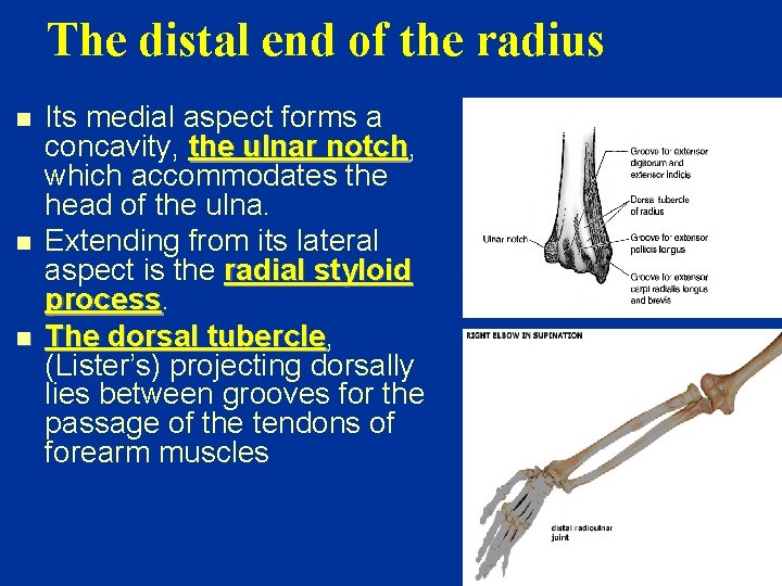 The distal end of the radius n n n Its medial aspect forms a