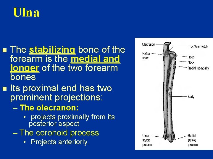 Ulna n n The stabilizing bone of the forearm is the medial and longer
