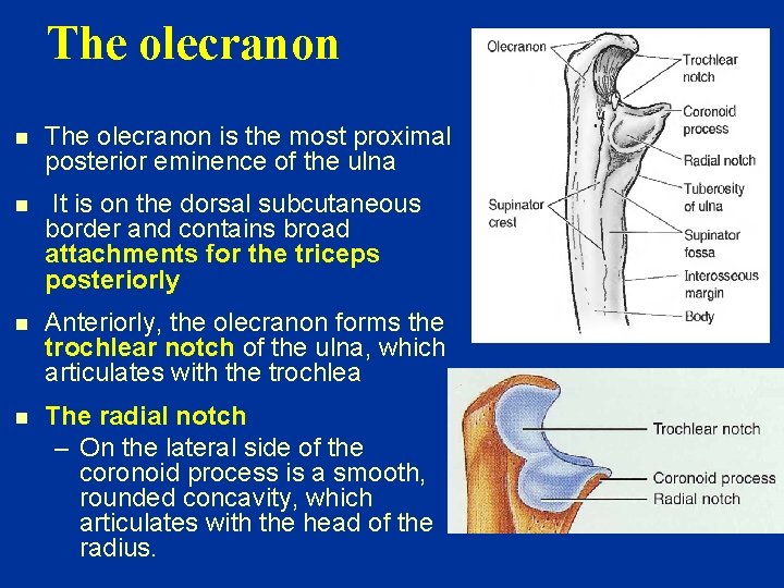 The olecranon n The olecranon is the most proximal posterior eminence of the ulna