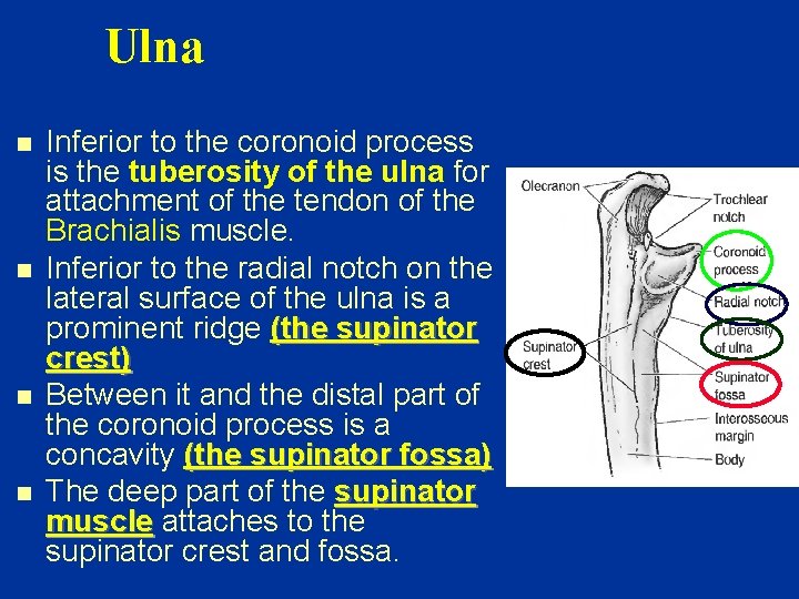 Ulna n n Inferior to the coronoid process is the tuberosity of the ulna