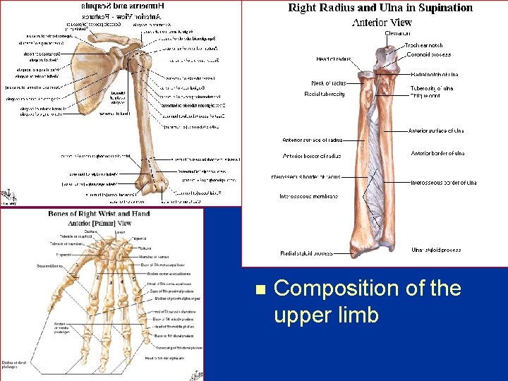 n Composition of the upper limb 