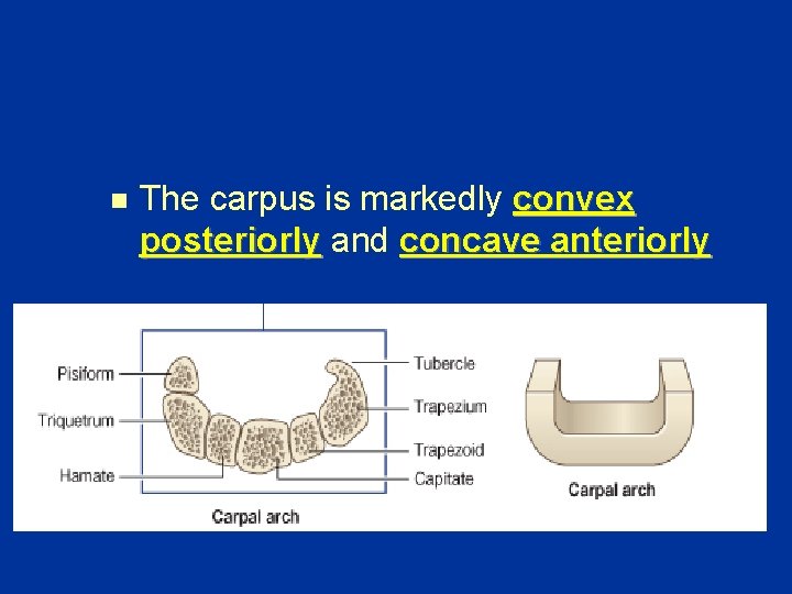 n The carpus is markedly convex posteriorly and concave anteriorly 