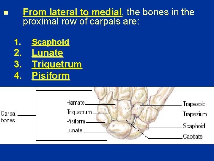From lateral to medial, medial the bones in the proximal row of carpals are: