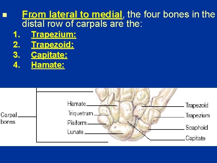 From lateral to medial, medial the four bones in the ` row of carpals