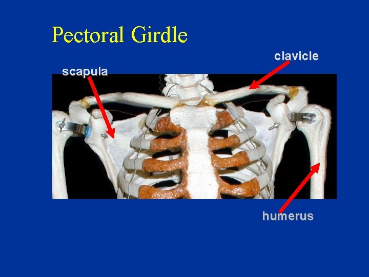 Pectoral Girdle clavicle scapula humerus 