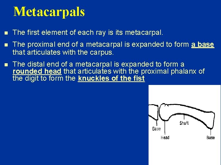 Metacarpals n The first element of each ray is its metacarpal. n The proximal