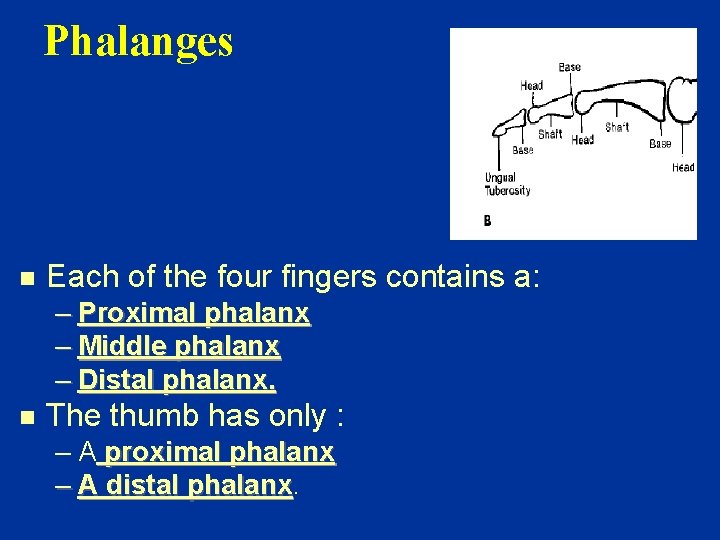 Phalanges n Each of the four fingers contains a: – Proximal phalanx – Middle