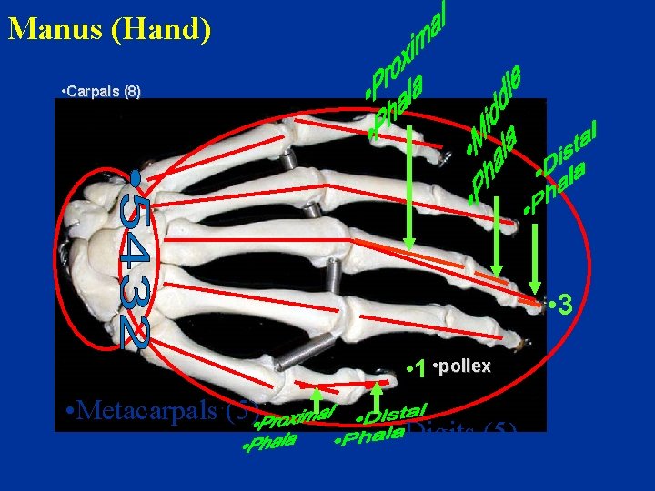 Manus (Hand) • Carpals (8) • 3 • 1 • pollex • Metacarpals (5)