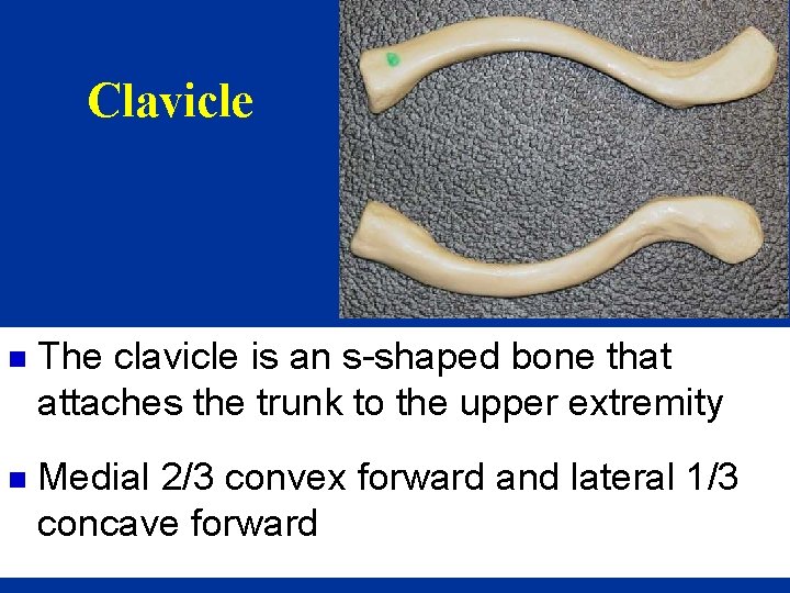 Clavicle n The clavicle is an s-shaped bone that attaches the trunk to the