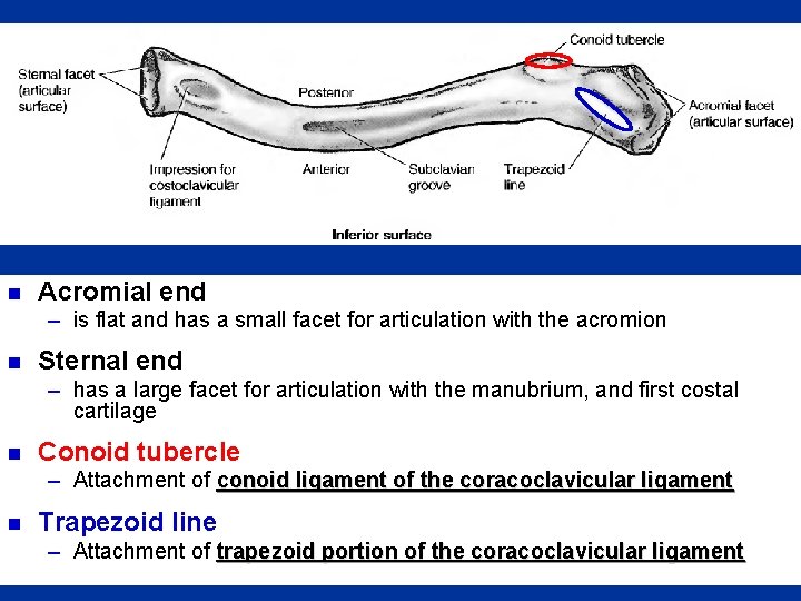 n Acromial end – is flat and has a small facet for articulation with