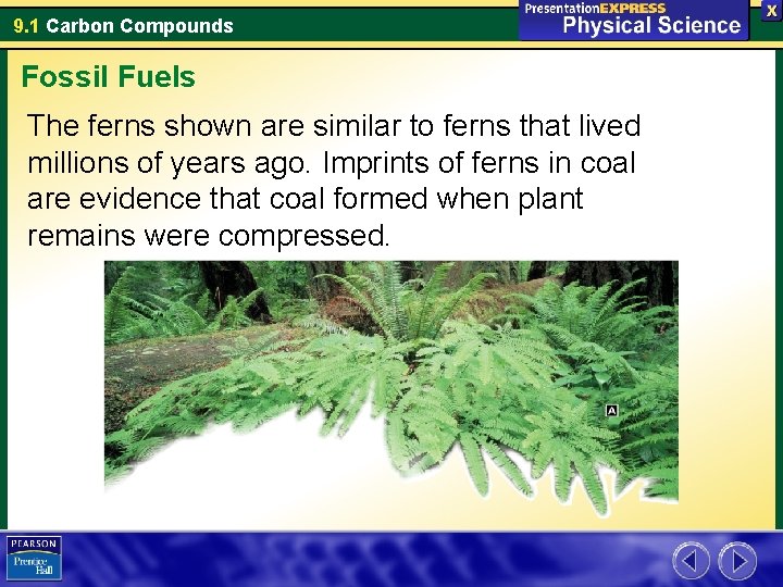 9. 1 Carbon Compounds Fossil Fuels The ferns shown are similar to ferns that