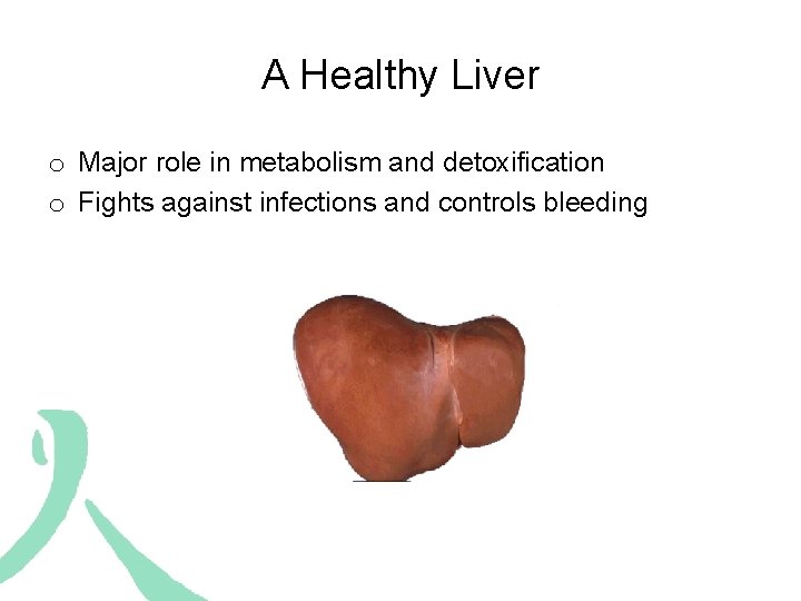 A Healthy Liver o Major role in metabolism and detoxification o Fights against infections