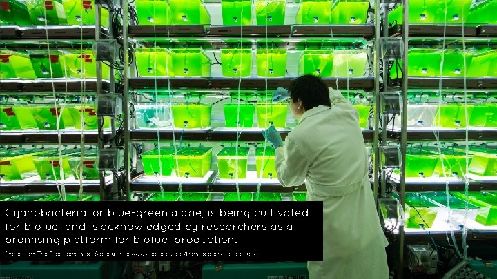 Cyanobacteria, or blue-green algae, is being cultivated for biofuel and is acknowledged by researchers