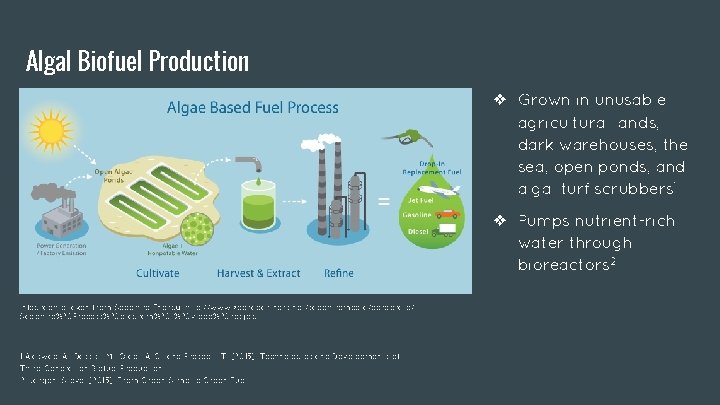 Algal Biofuel Production ❖ Grown in unusable agricultural lands, dark warehouses, the sea, open