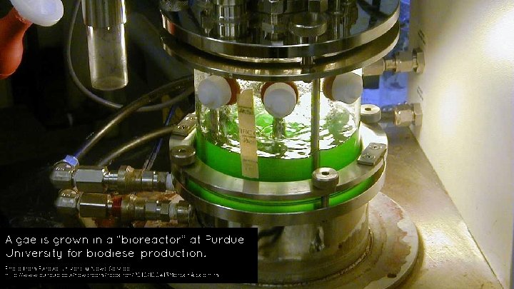 Algae is grown in a “bioreactor” at Purdue University for biodiesel production. Photo from