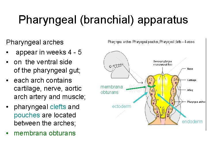 Pharyngeal (branchial) apparatus Pharyngeal arches • appear in weeks 4 - 5 • on