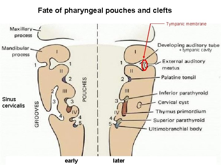 Fate of pharyngeal pouches and clefts Tympanic membrane + tympanic cavity Sinus cervicalis early