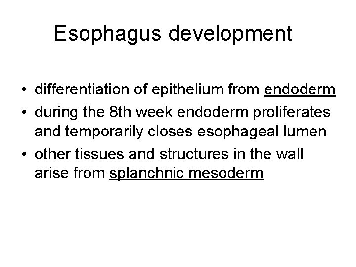 Esophagus development • differentiation of epithelium from endoderm • during the 8 th week