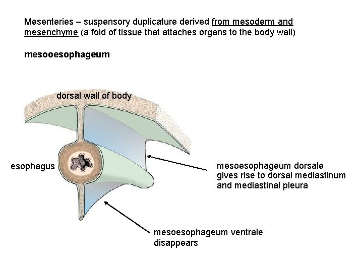 Mesenteries – suspensory duplicature derived from mesoderm and mesenchyme (a fold of tissue that