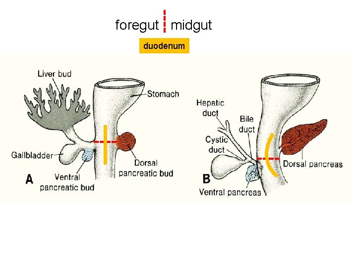 foregut midgut duodenum 